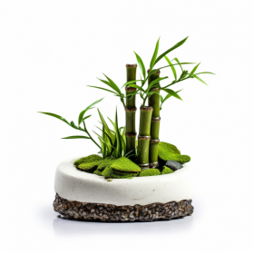 富贵竹--在厨房、卫生间、玄关栽培的植物